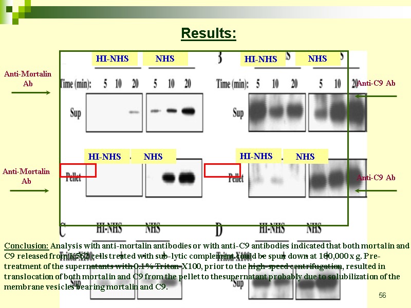 56 HI-NHS NHS HI-NHS NHS Anti-Mortalin Ab Anti-C9 Ab Anti-Mortalin Ab Anti-C9 Ab Results: